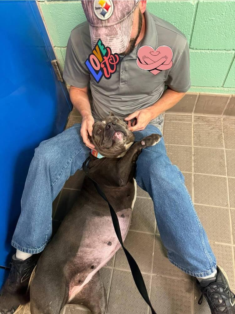 Enlarge Gloria, a Adoptable Pit Bull Terrier in Albuquerque, NM image 3/6