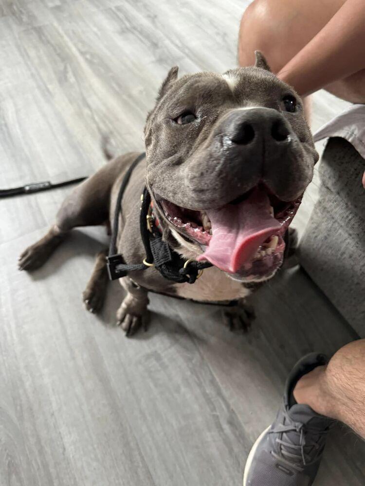 Enlarge Gloria, a Adoptable Pit Bull Terrier in Albuquerque, NM image 4/6