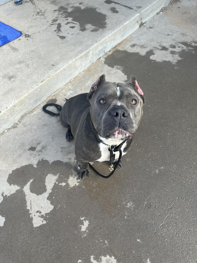 Gloria, Adoptable, Adult Female Pit Bull Terrier.