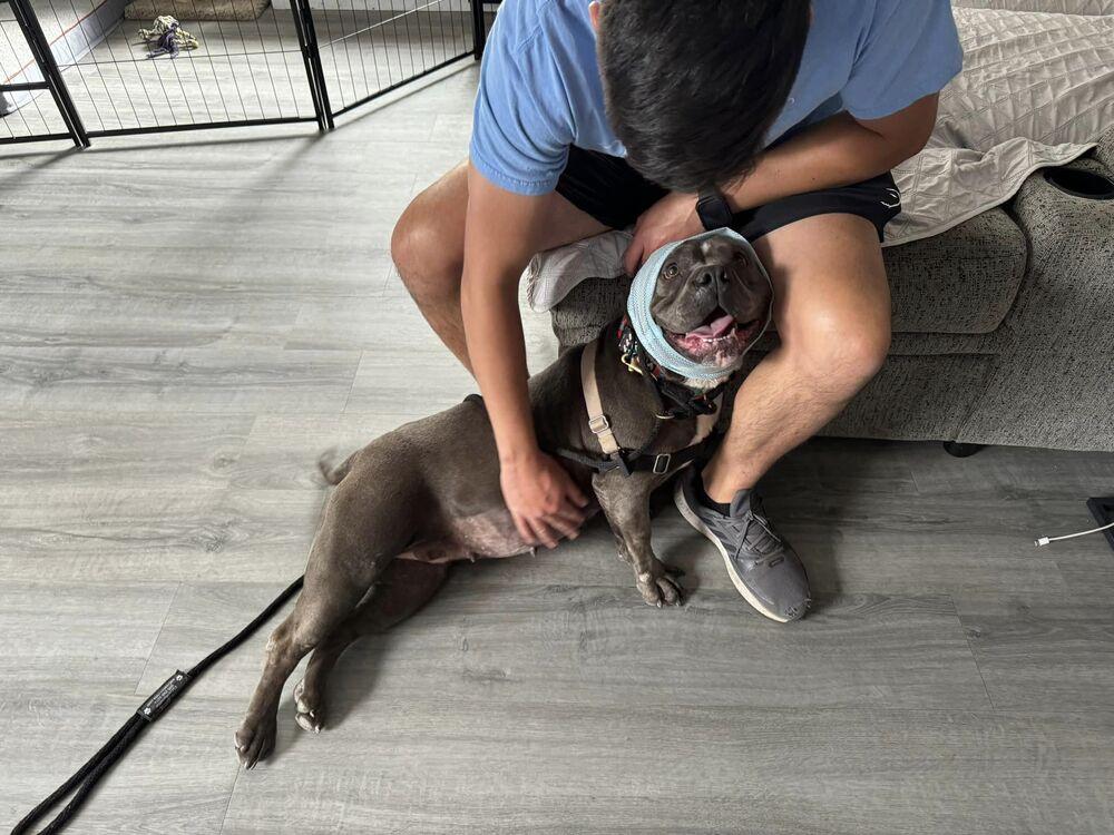 Enlarge Gloria, a Adoptable Pit Bull Terrier in Albuquerque, NM image 6/6