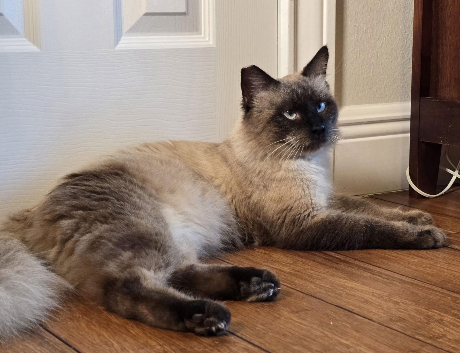 Kasem, Adopted, Young Male Siamese & Domestic Long Hair.