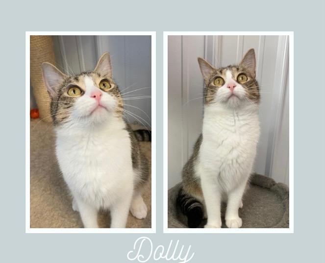 Dolly Parton, Adoptable, Young Female Domestic Short Hair.