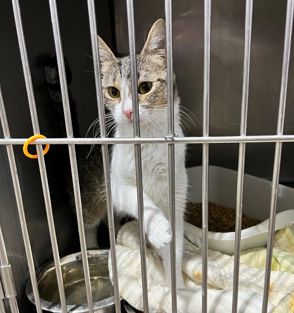 Enlarge Dolly Parton, a Adoptable mixed breed in Pierceton, IN image 2/2