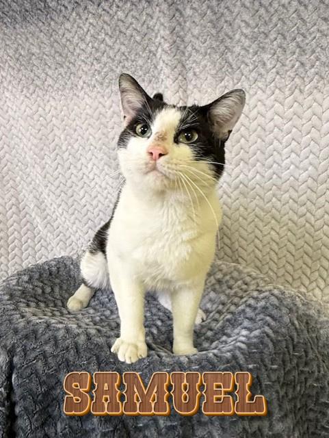 Samuel, ADOPTABLE, Young Male Domestic Short Hair.