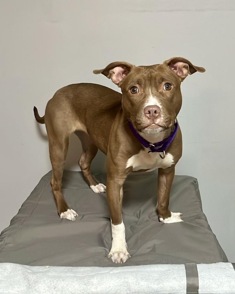 Brianna (ACC) — thumbnail 5