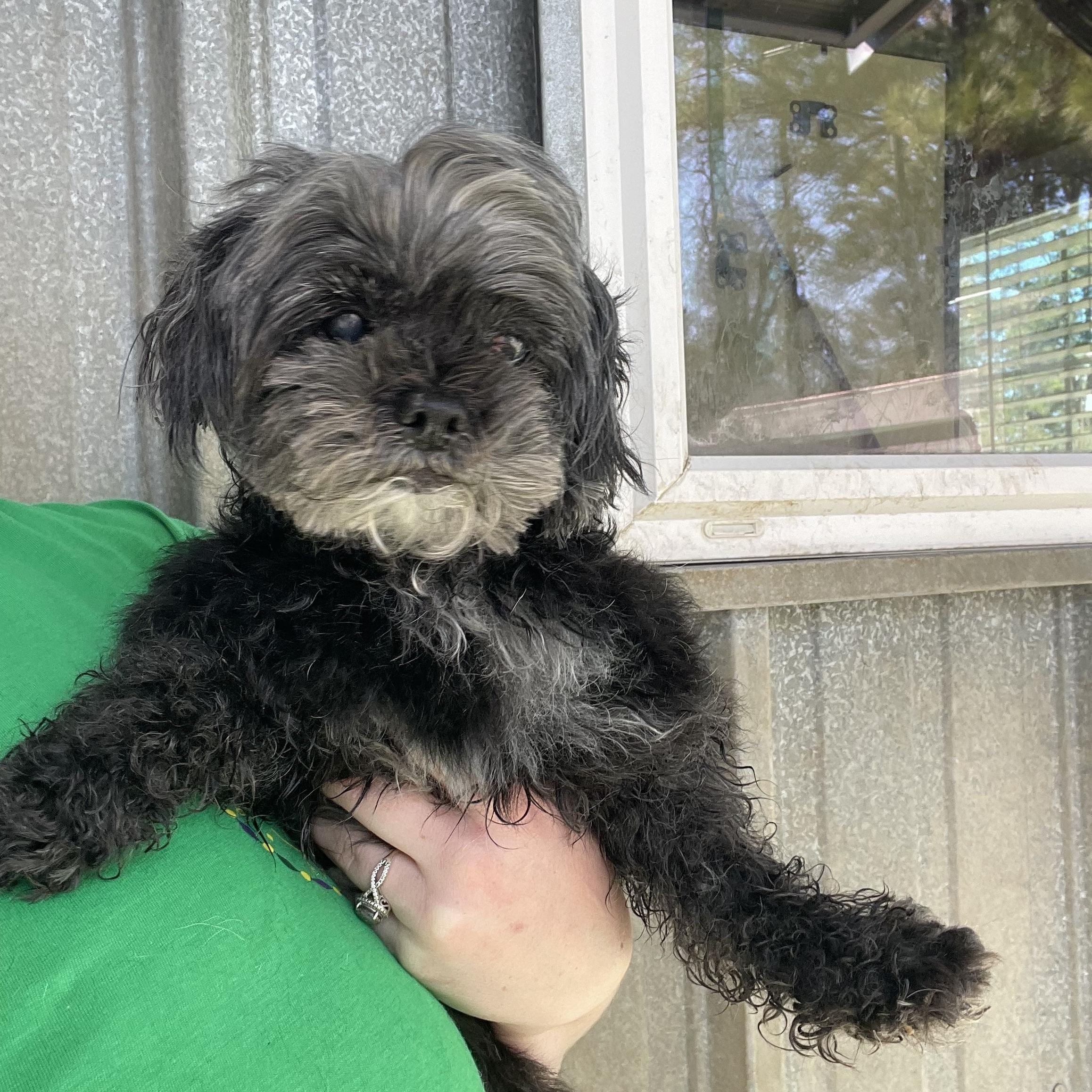 Enlarge Pita Chip, an adopted mixed breed in Baton Rouge, LA image 2/4