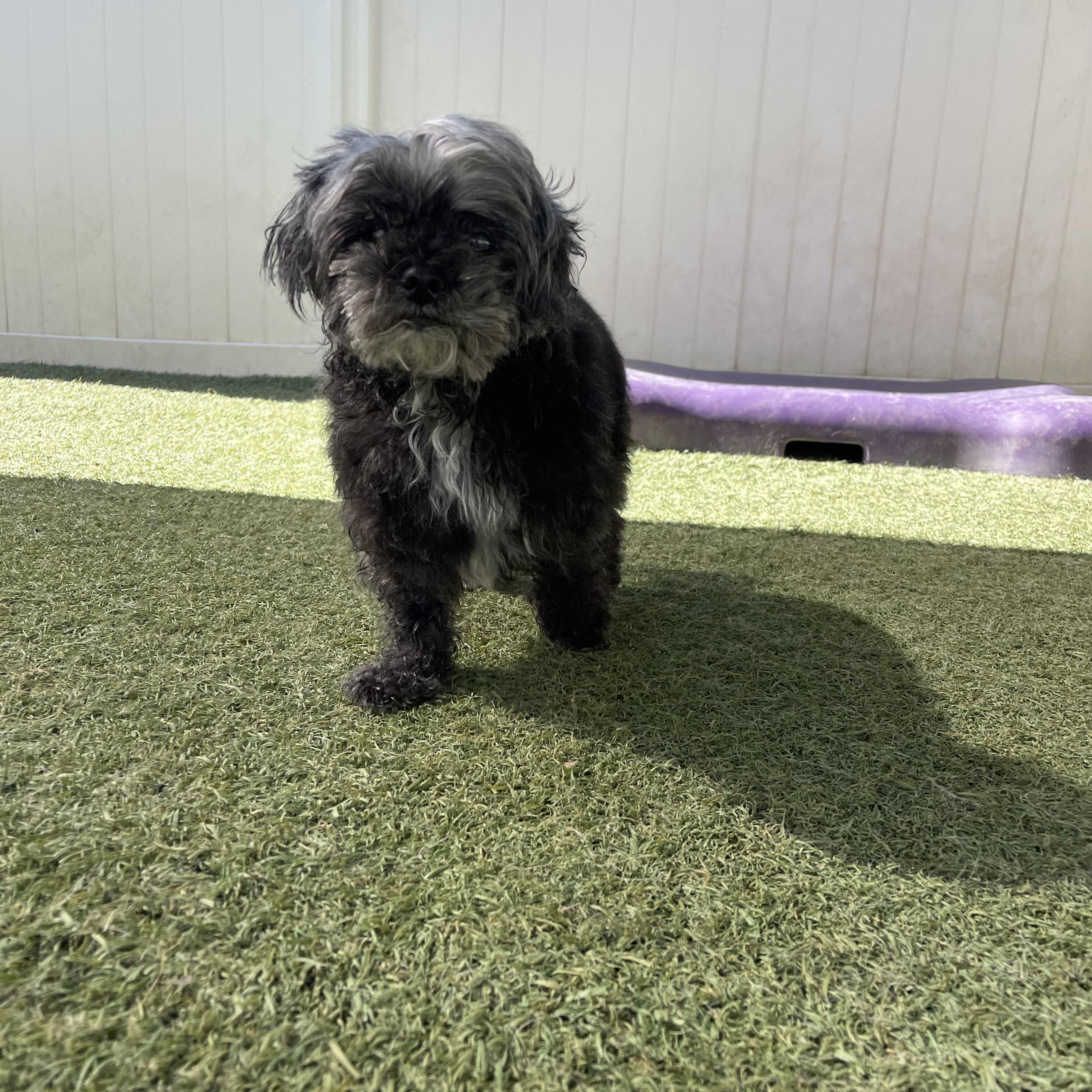 Pita Chip, ADOPTABLE, Senior Female Shih Tzu.
