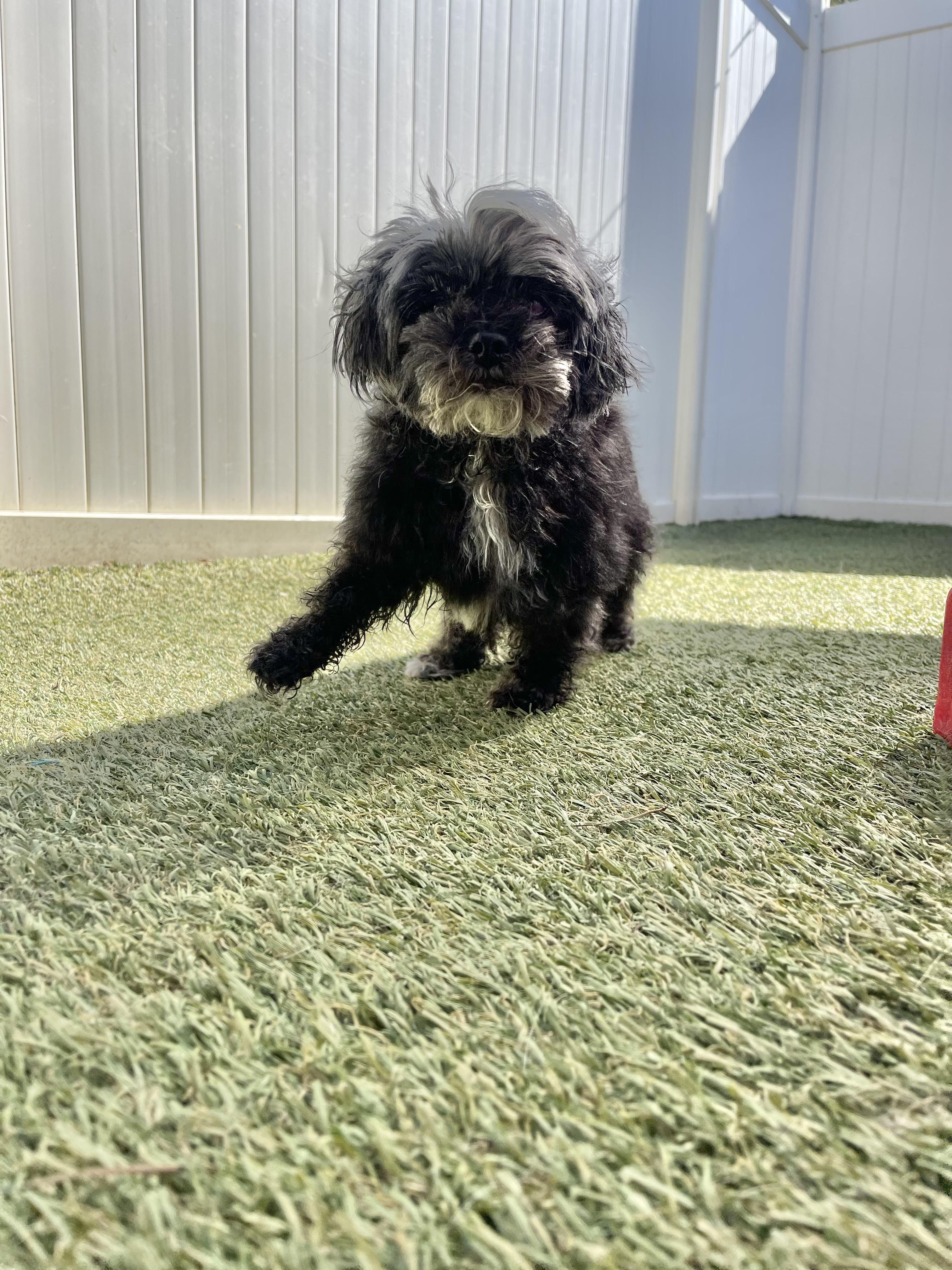 Enlarge Pita Chip, an adopted mixed breed in Baton Rouge, LA image 4/4