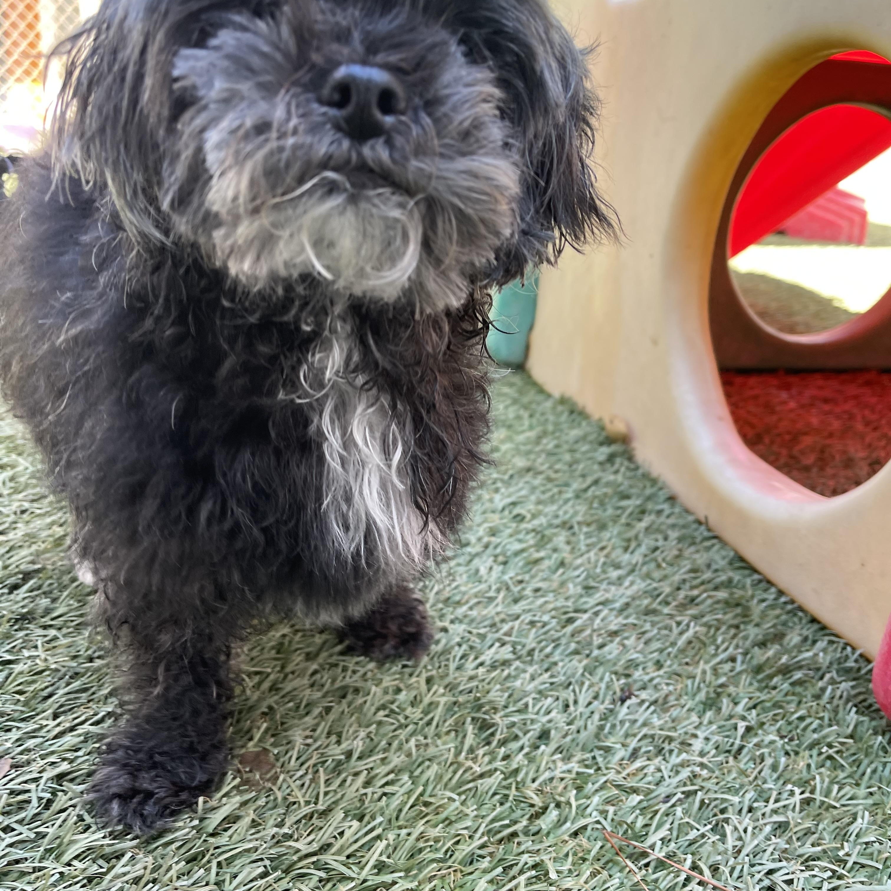 Enlarge Pita Chip, an adopted mixed breed in Baton Rouge, LA image 3/4