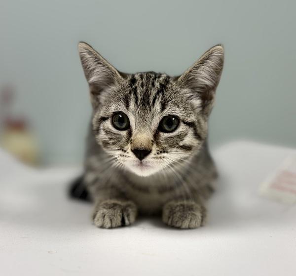 Chalupa, Adoptable, Kitten Female Domestic Short Hair.