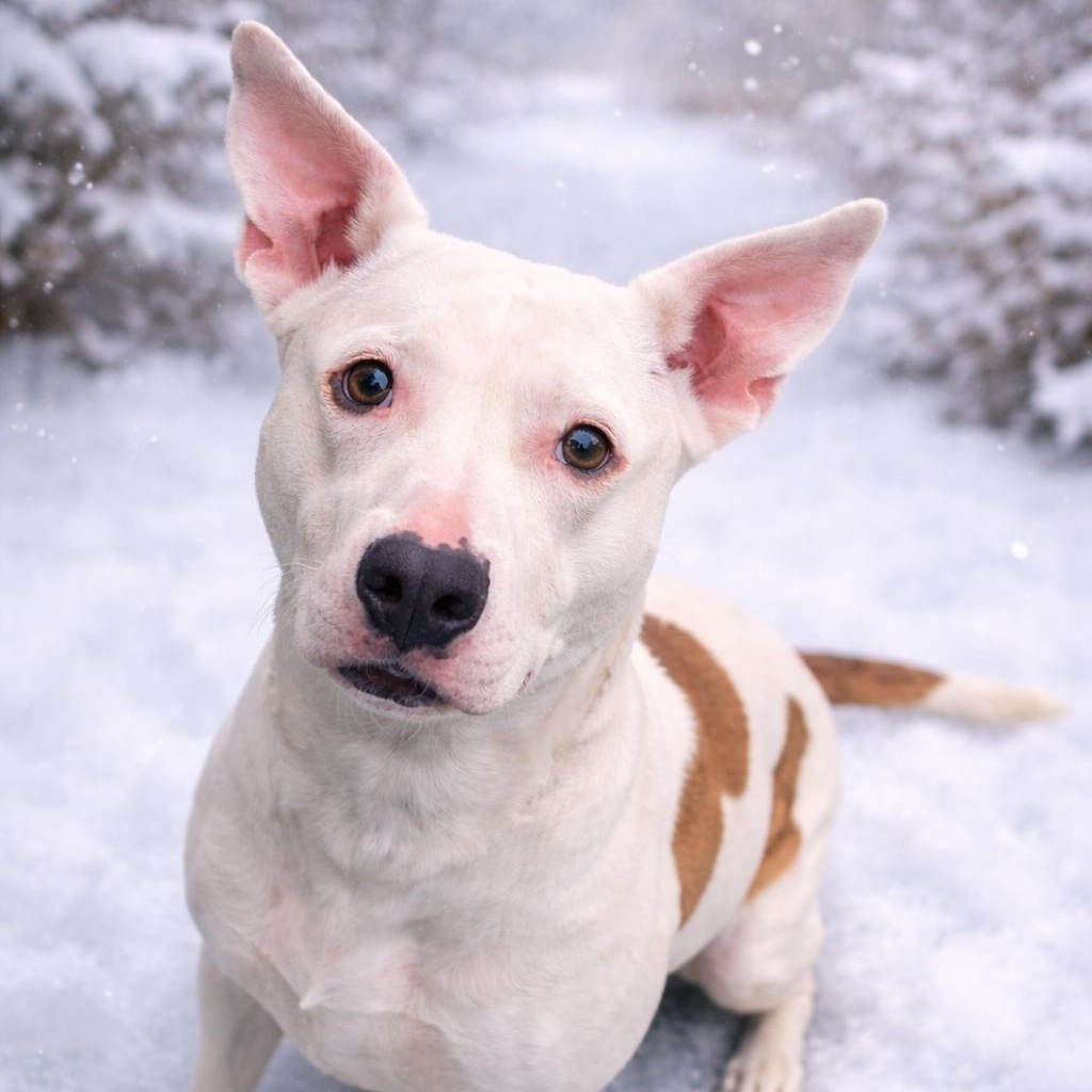 Tracy, Adoptable, Adult Female Pit Bull Terrier & Mixed Breed.