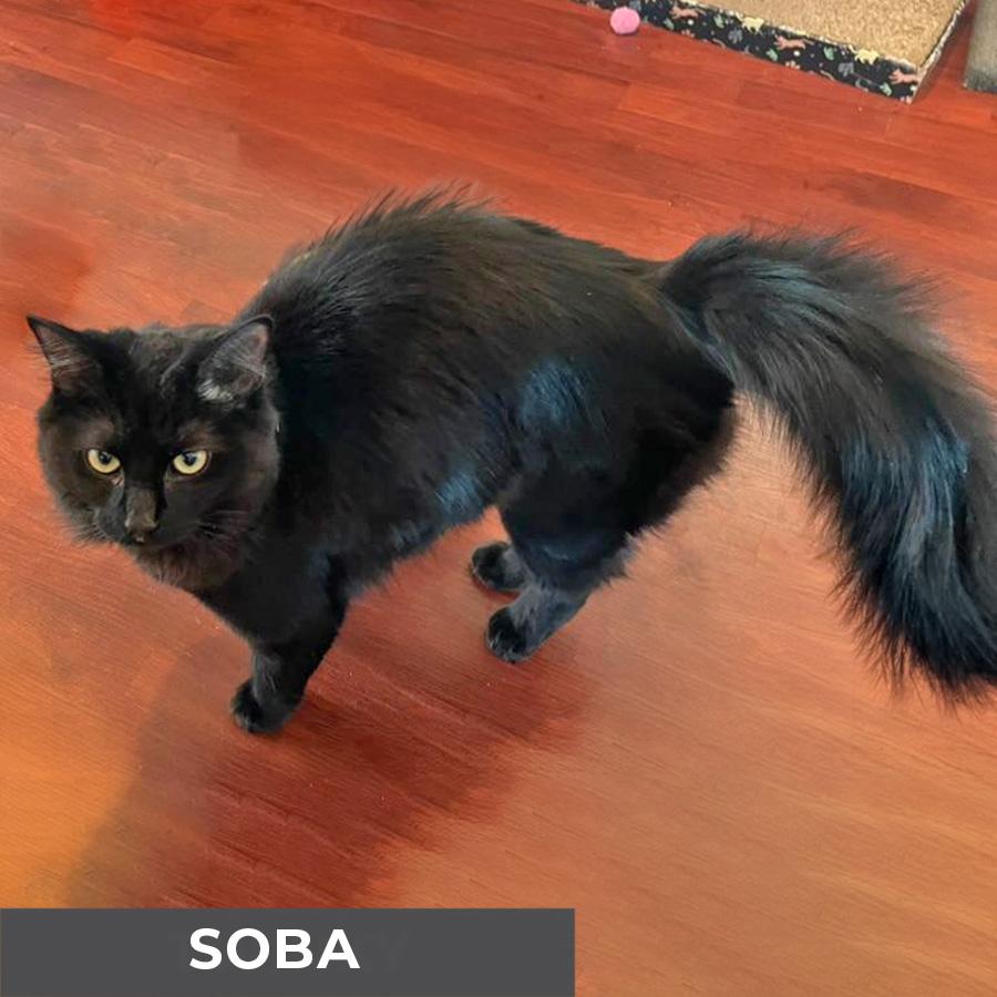 Enlarge Soba, a Adoptable Domestic Medium Hair in Etobicoke, ON image 3/5