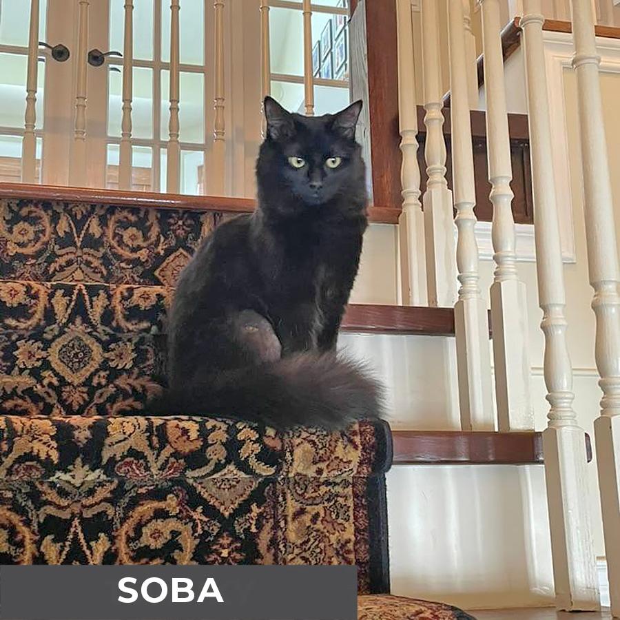 Enlarge Soba, a Adoptable Domestic Medium Hair in Etobicoke, ON image 2/5