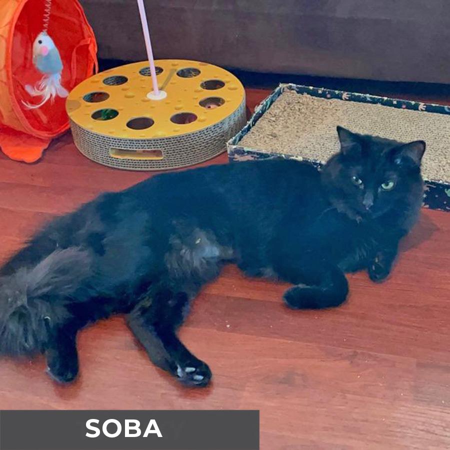 Enlarge Soba, a Adoptable Domestic Medium Hair in Etobicoke, ON image 4/5