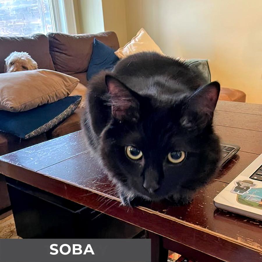 Enlarge Soba, a Adoptable Domestic Medium Hair in Etobicoke, ON image 5/5