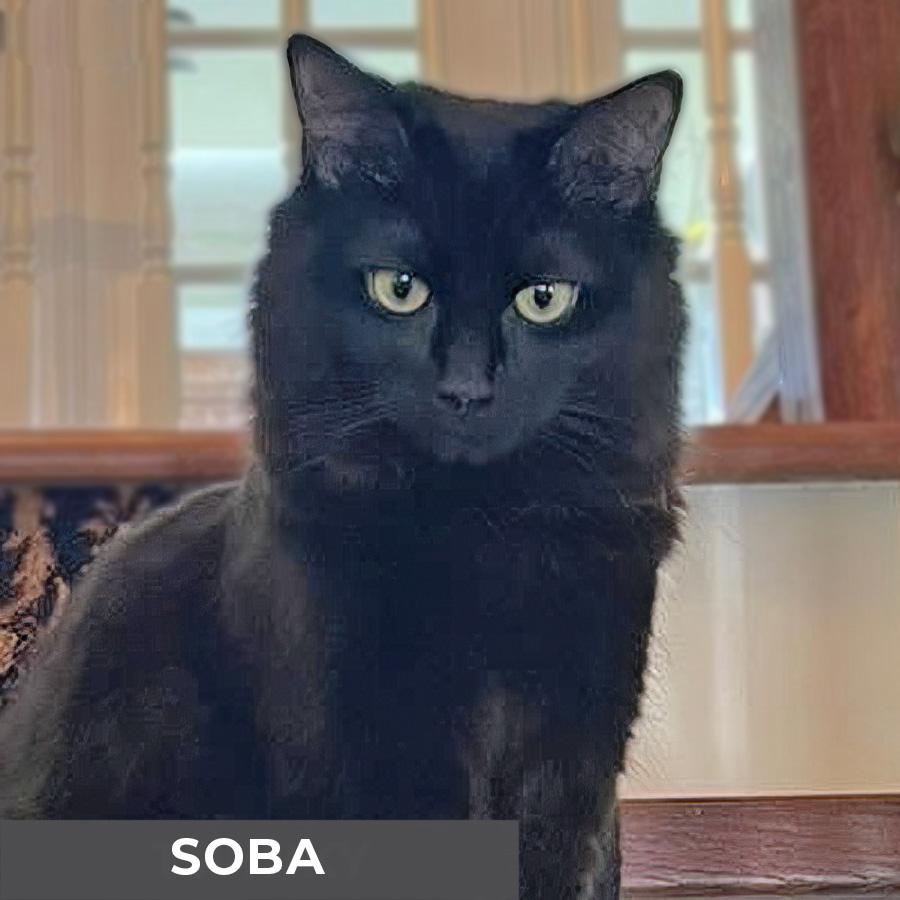 Enlarge Soba, a Adoptable Domestic Medium Hair in Etobicoke, ON image 1/5