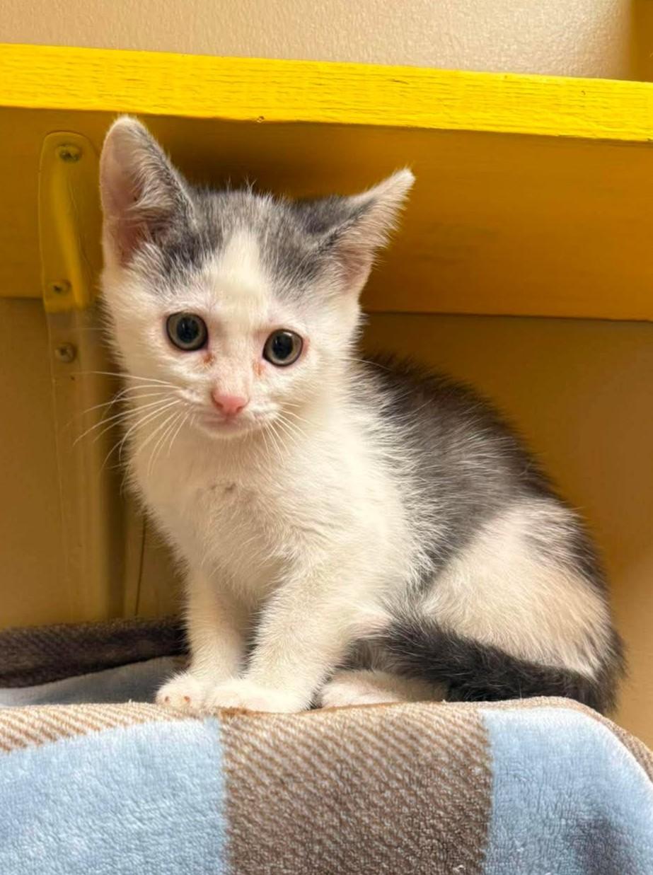 Enlarge Cirrus, a Adoptable mixed breed in Maryville, MO image 1/3
