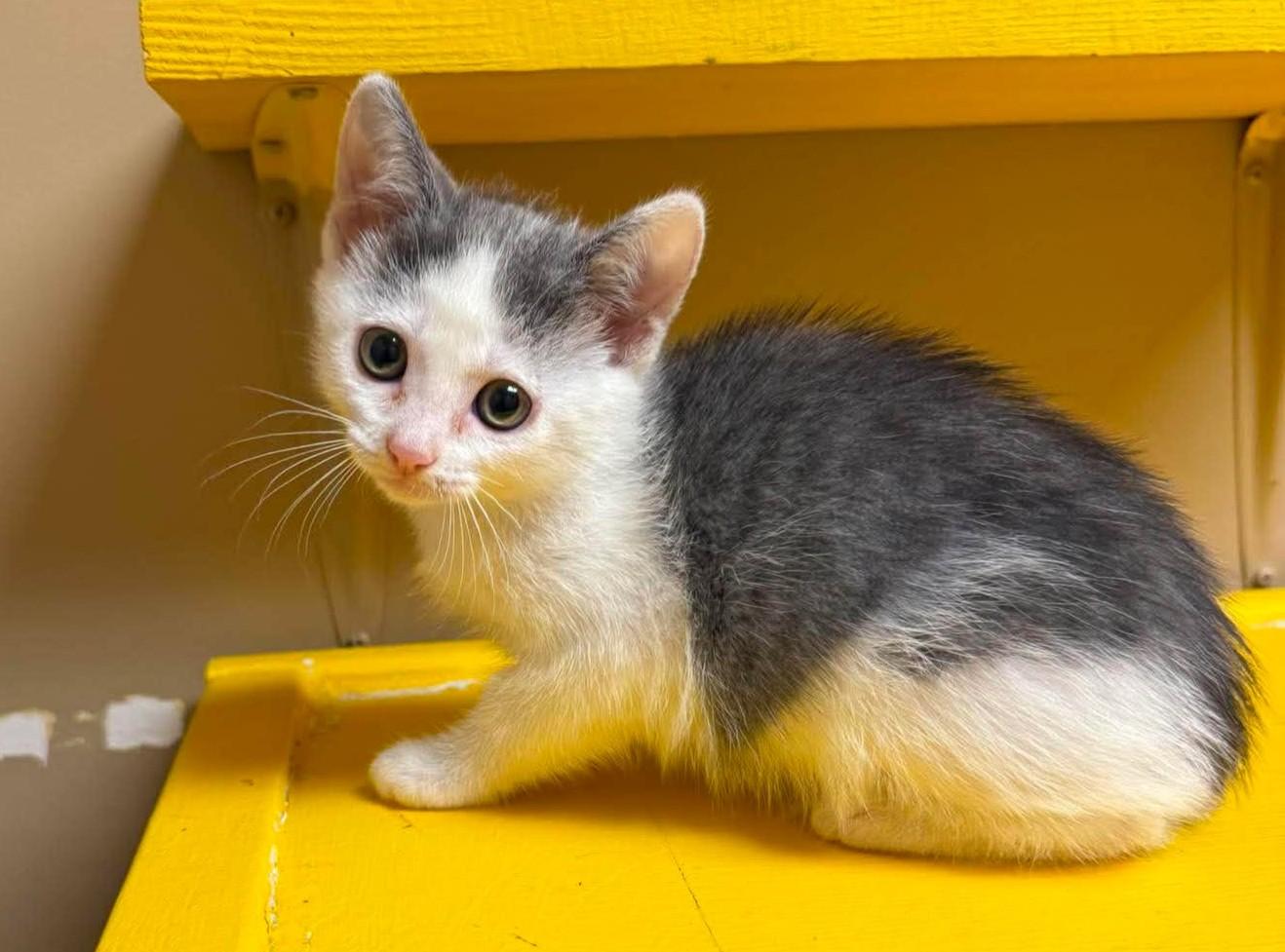 Enlarge Cirrus, a Adoptable mixed breed in Maryville, MO image 2/3