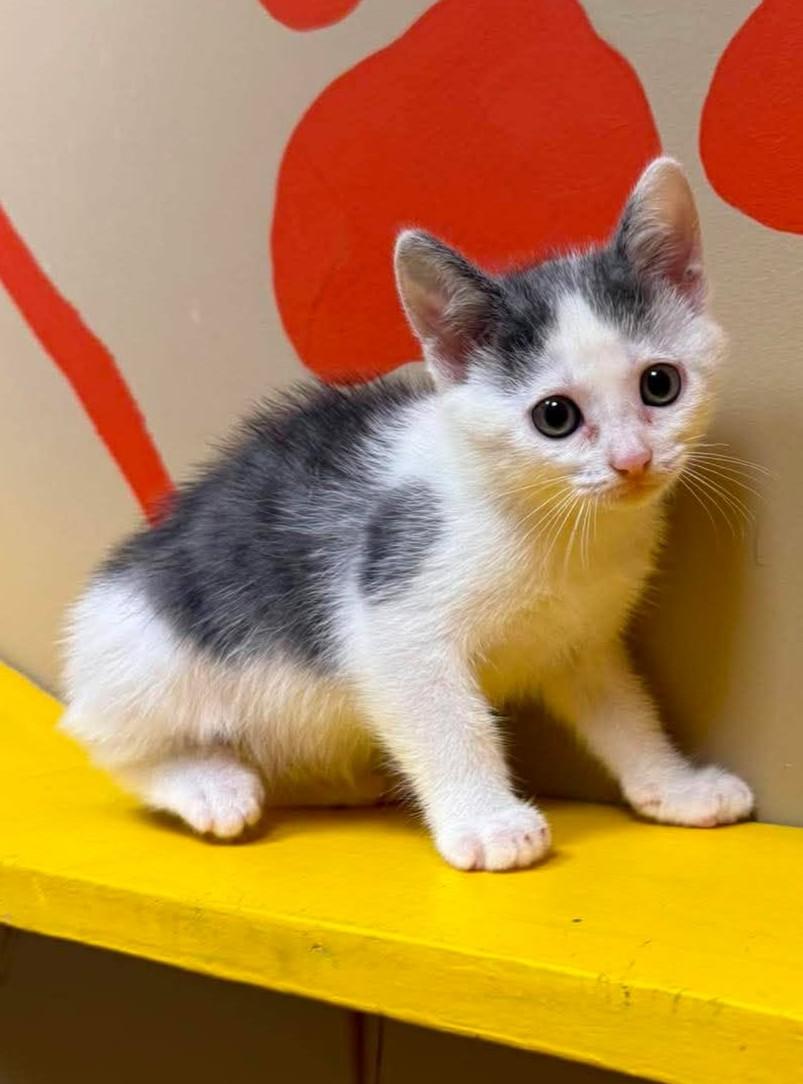 Enlarge Cirrus, a Adoptable mixed breed in Maryville, MO image 3/3