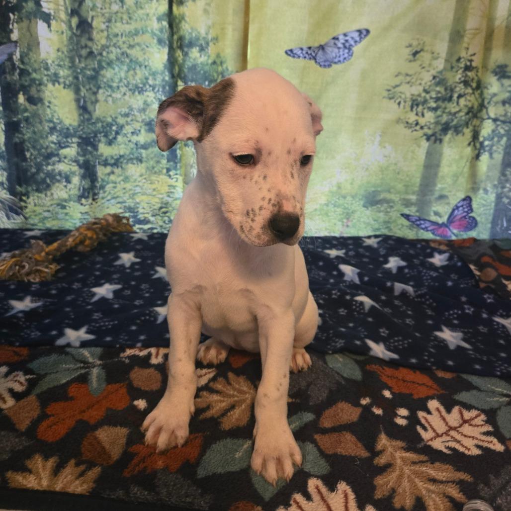 Freckles, Adoptable, Puppy Female Hound.