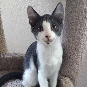 Beau, Baby Male Domestic Short Hair