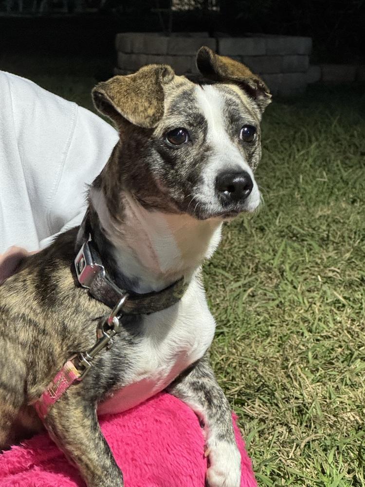 Enlarge Daphne “Daffy”, a Adoptable mixed breed in Sanger, TX image 1/3