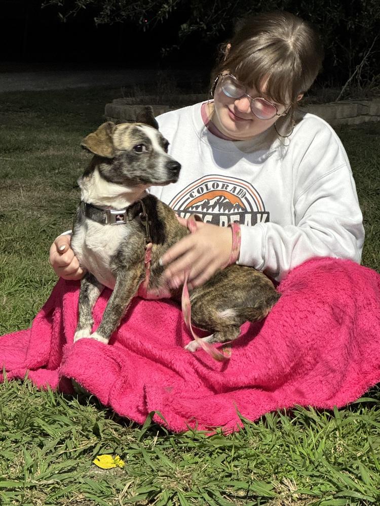 Enlarge Daphne “Daffy”, a Adoptable mixed breed in Sanger, TX image 2/3