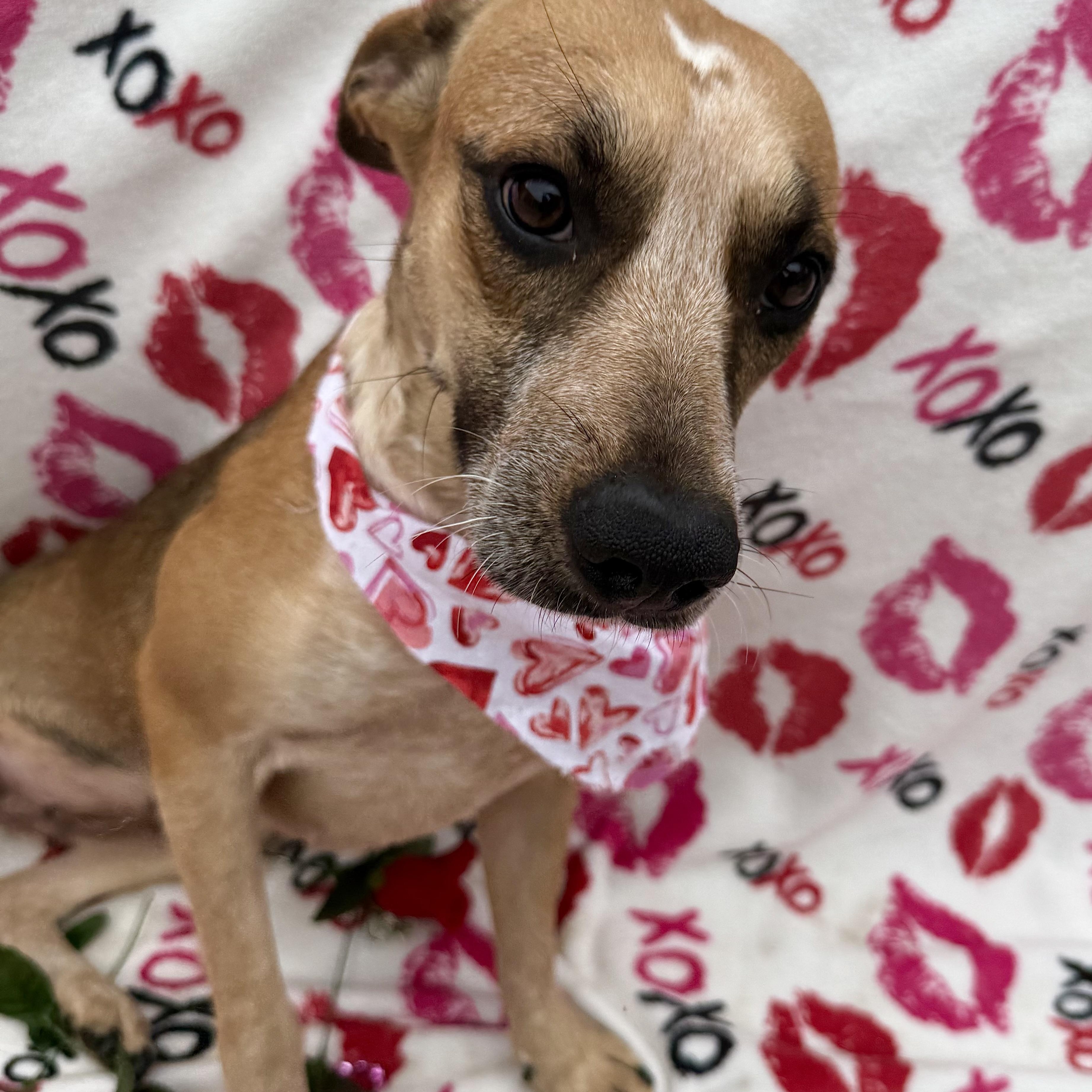 Shani, an adoptable Mixed Breed in Key West, FL, 33040 | Photo Image 4