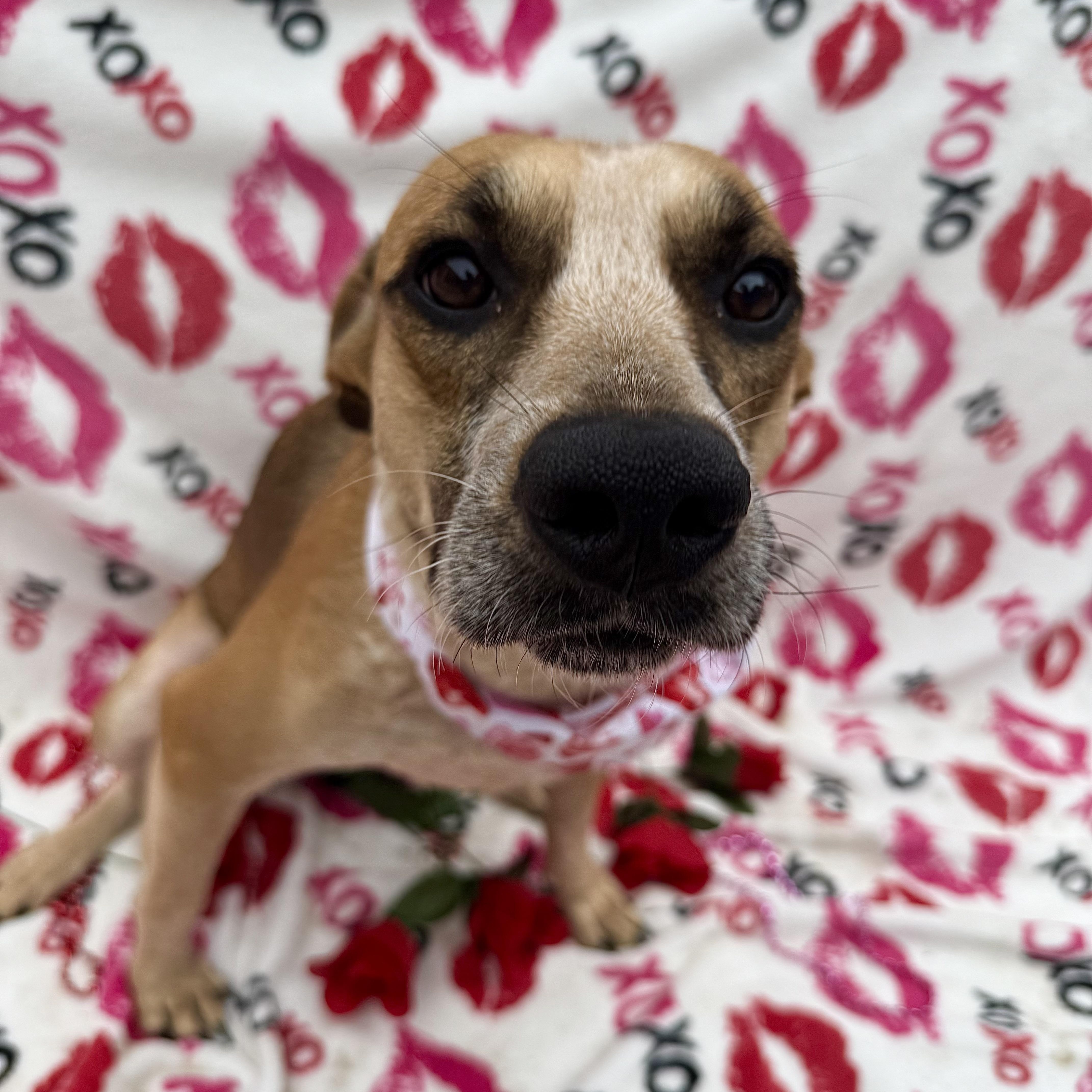 Shani, an adoptable Mixed Breed in Key West, FL, 33040 | Photo Image 3