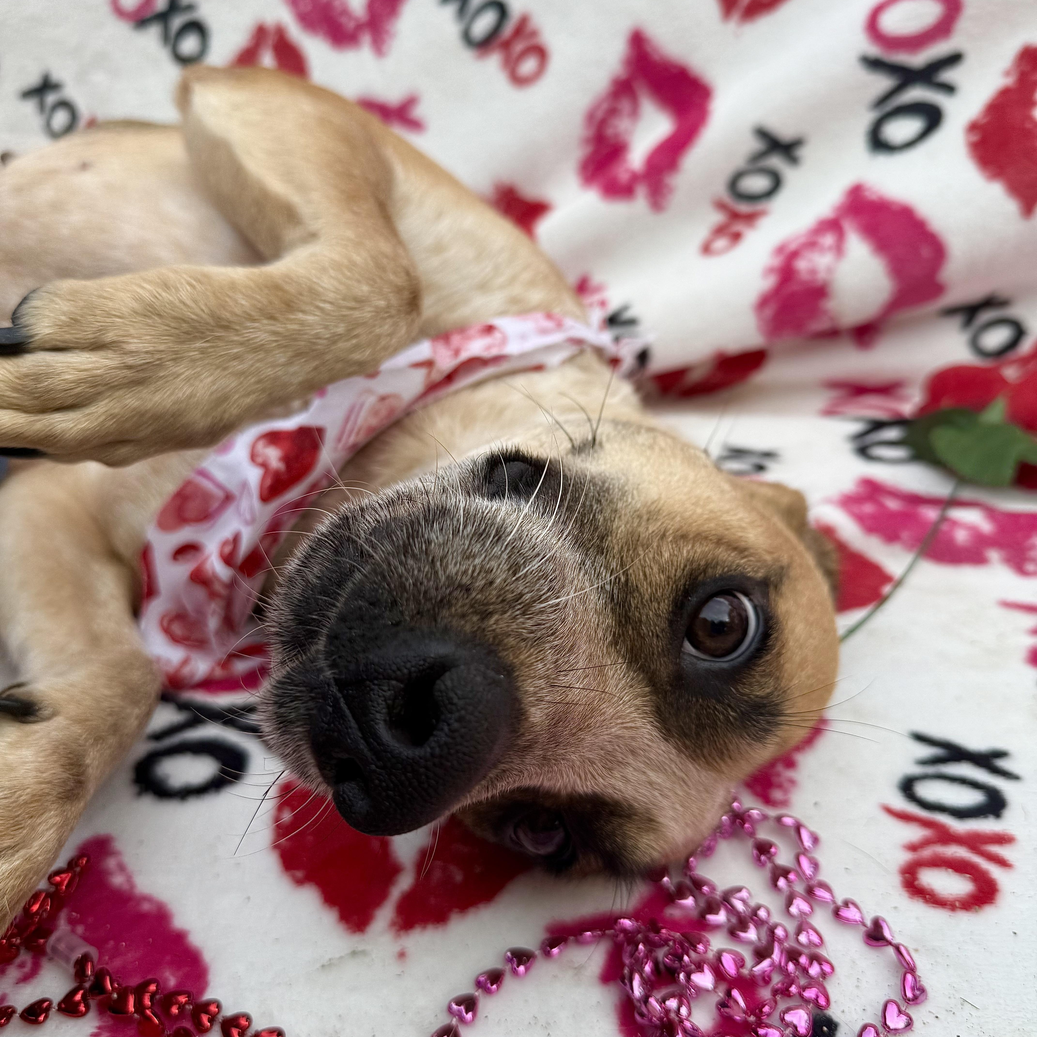 Shani, an adoptable Mixed Breed in Key West, FL, 33040 | Photo Image 2
