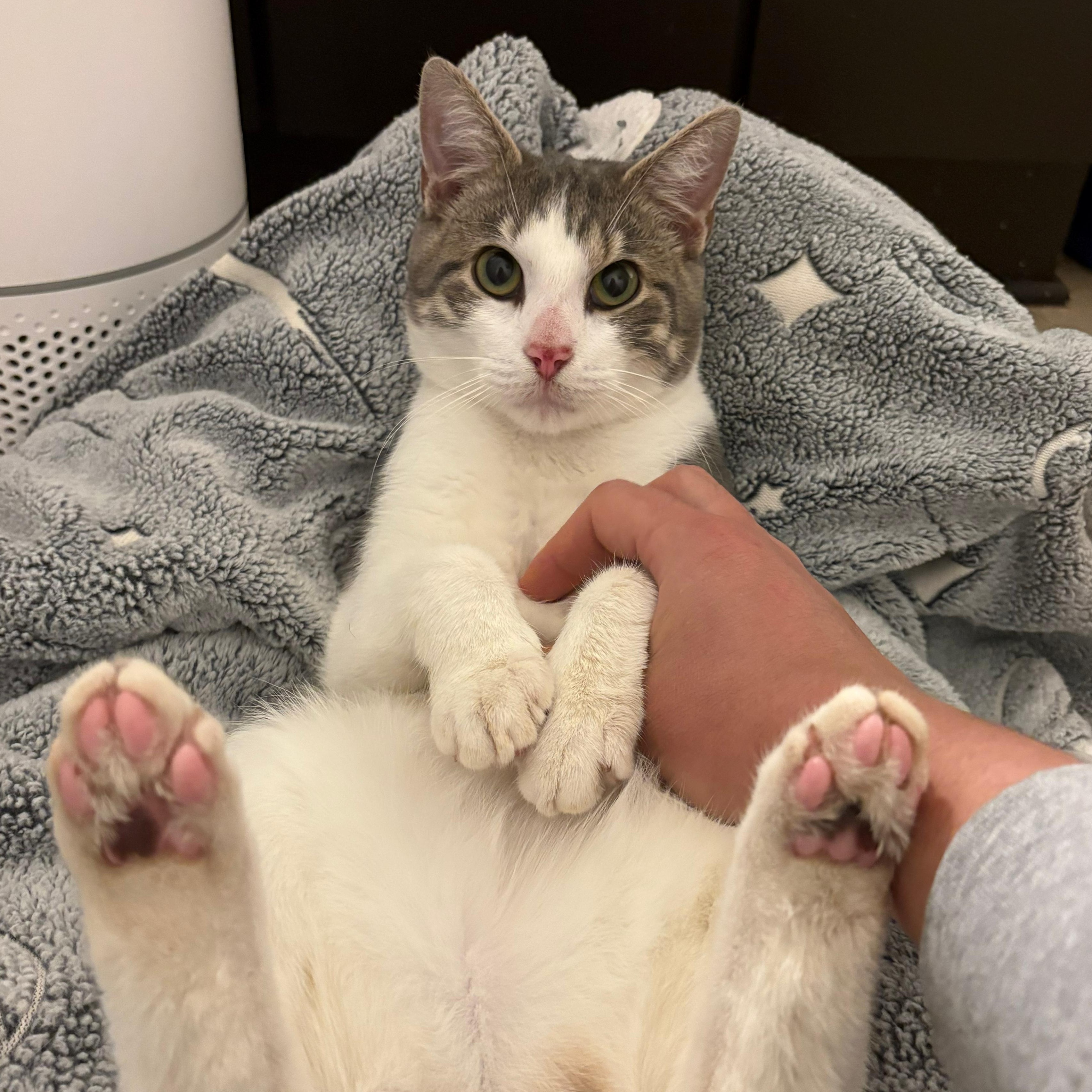 Ignition (DC), adopted, Young Male Domestic Short Hair.