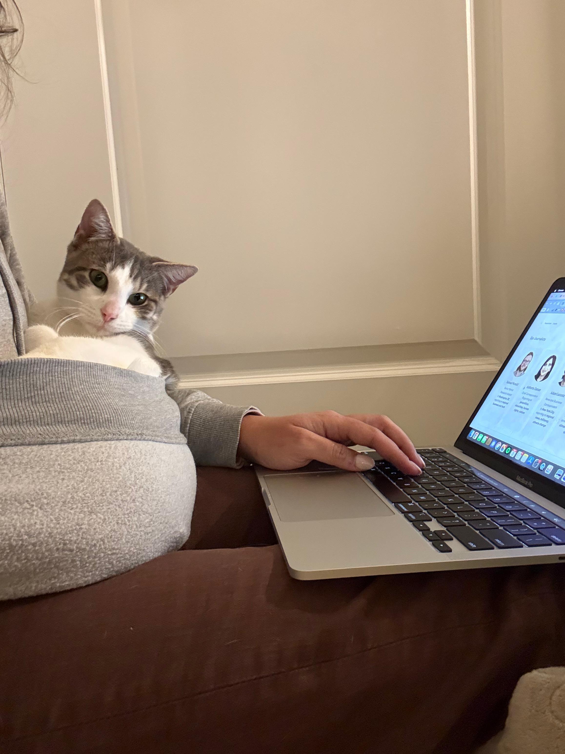 Enlarge Ignition (DC), an adopted Domestic Short Hair in Washington, DC image 3/6