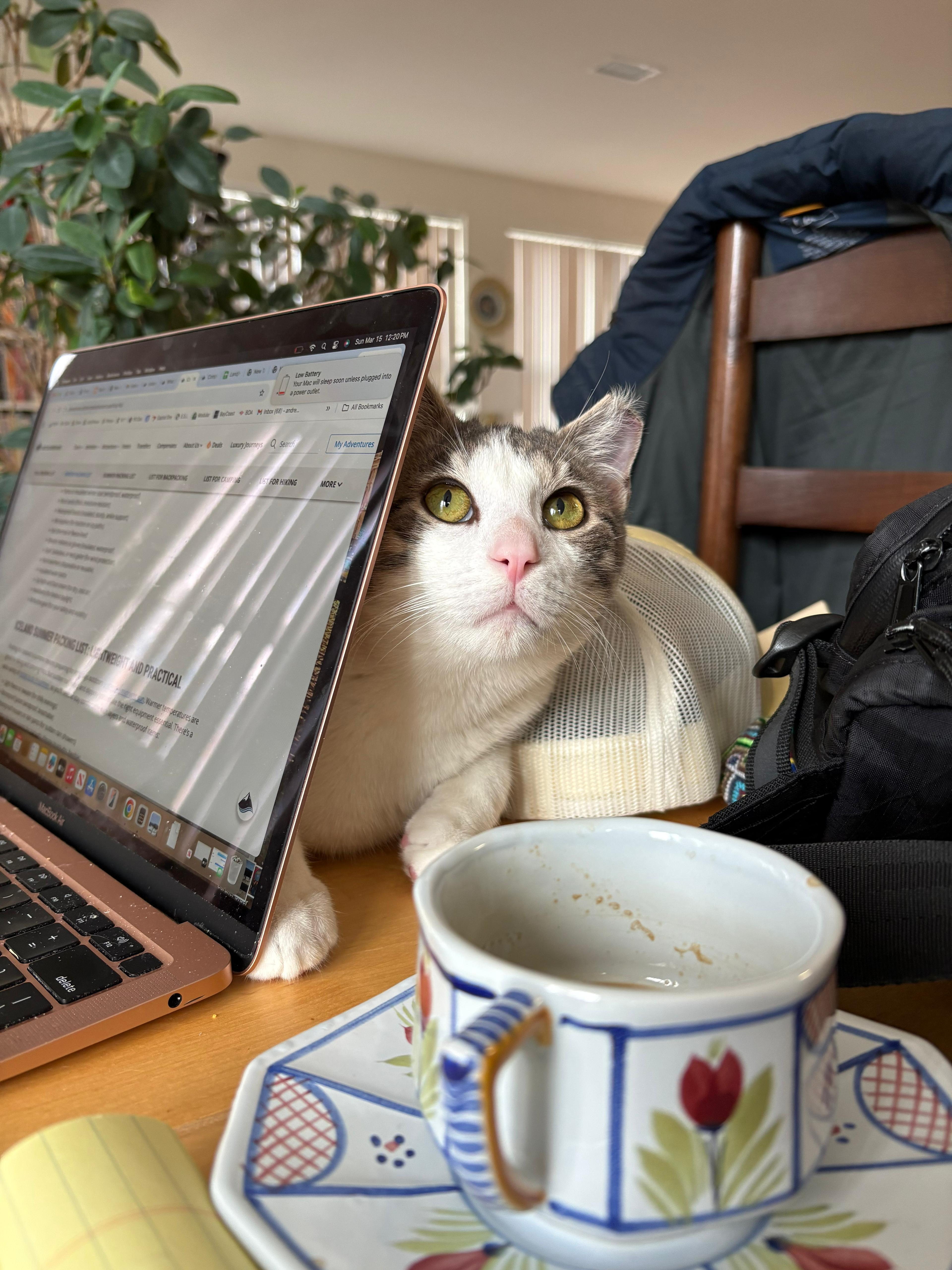 Enlarge Ignition (DC), an adopted Domestic Short Hair in Washington, DC image 4/6