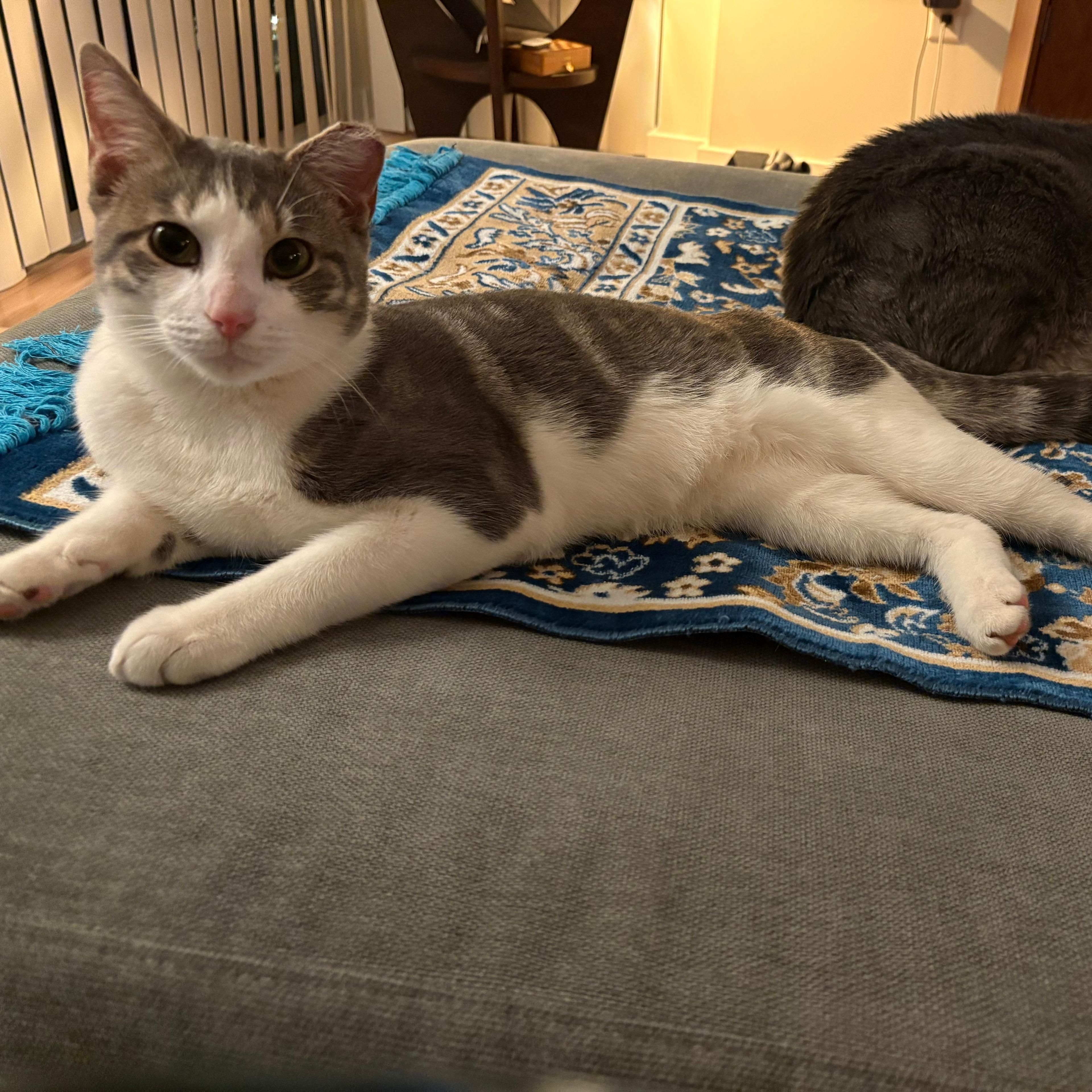 Enlarge Ignition (DC), an adopted Domestic Short Hair in Washington, DC image 2/6