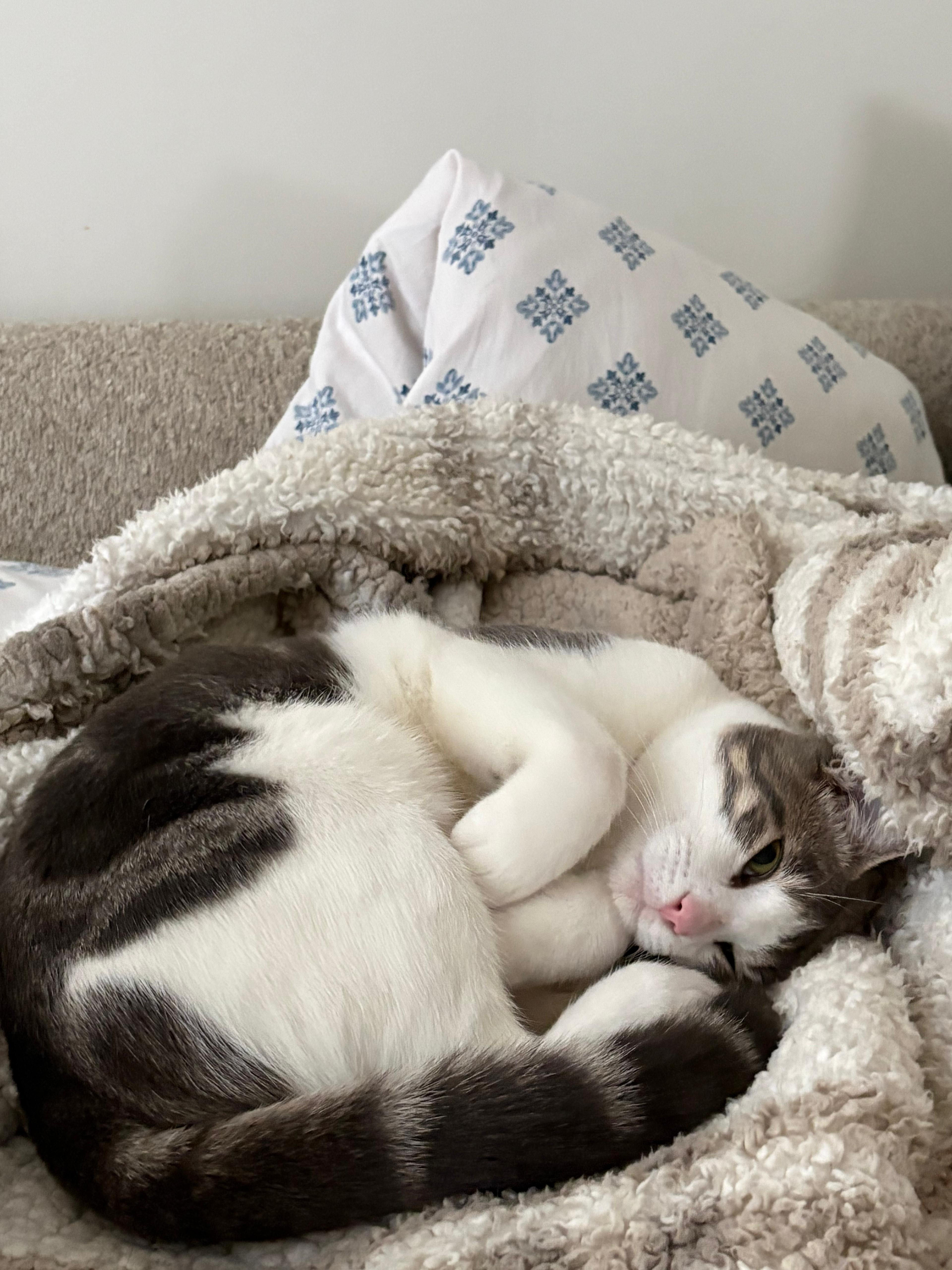 Enlarge Ignition (DC), an adopted Domestic Short Hair in Washington, DC image 5/6