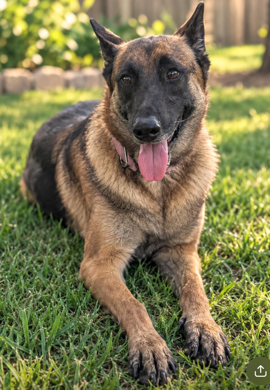 Selene, Adoptable, Adult Female Belgian Shepherd / Malinois.