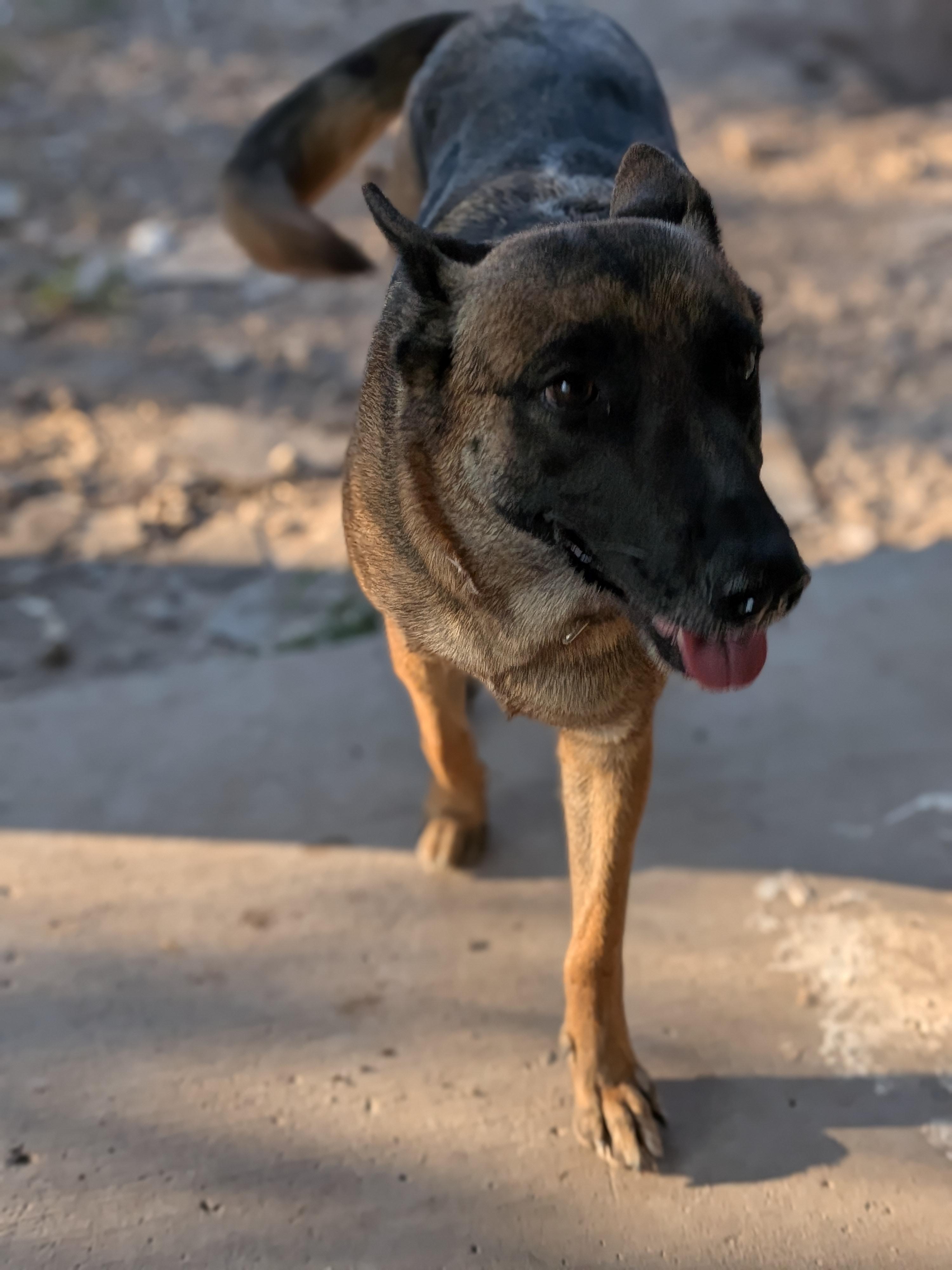 Enlarge Selene, a Adoptable Belgian Shepherd / Malinois in Stanfordville, NY image 2/5
