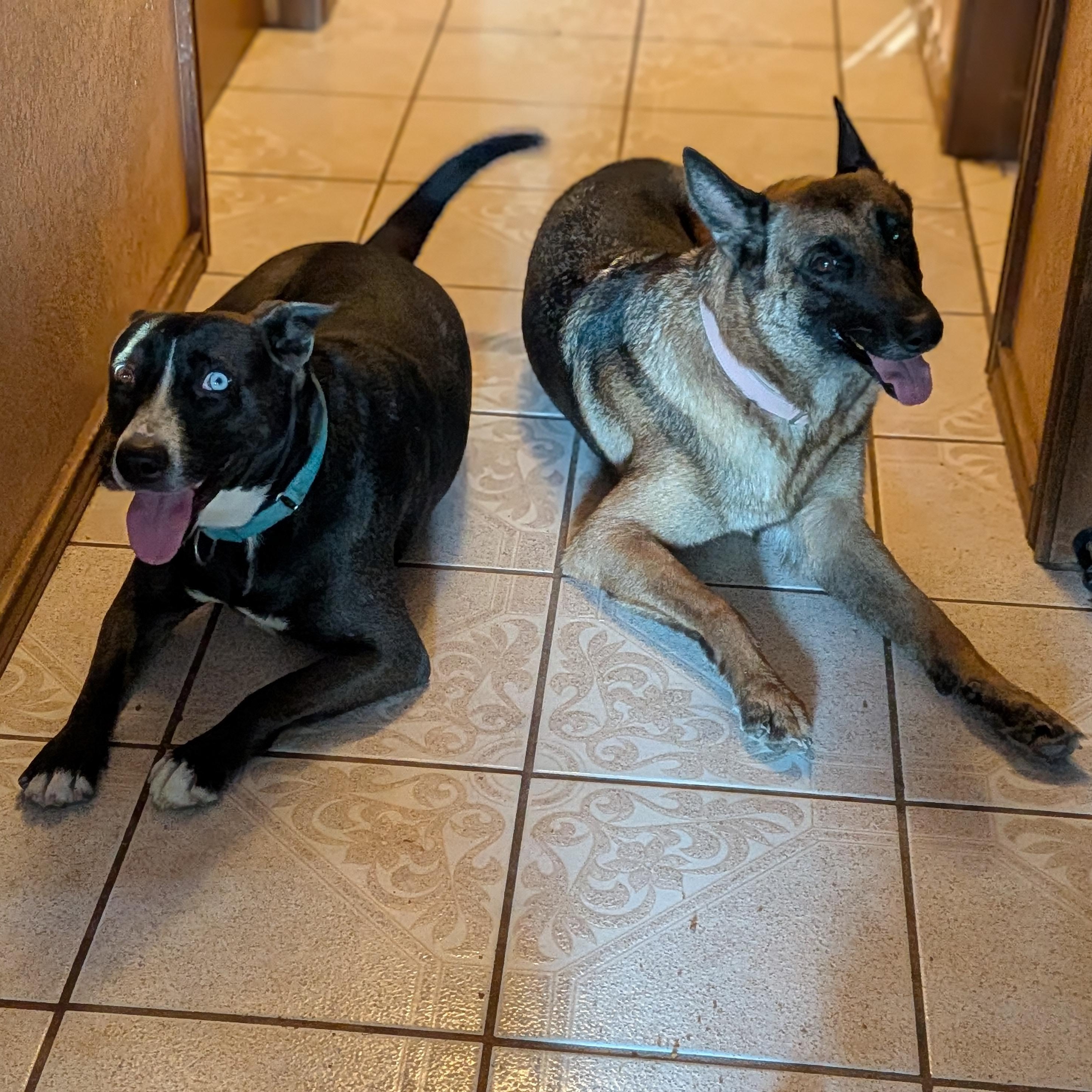 Enlarge Selene, a Adoptable Belgian Shepherd / Malinois in Stanfordville, NY image 3/5