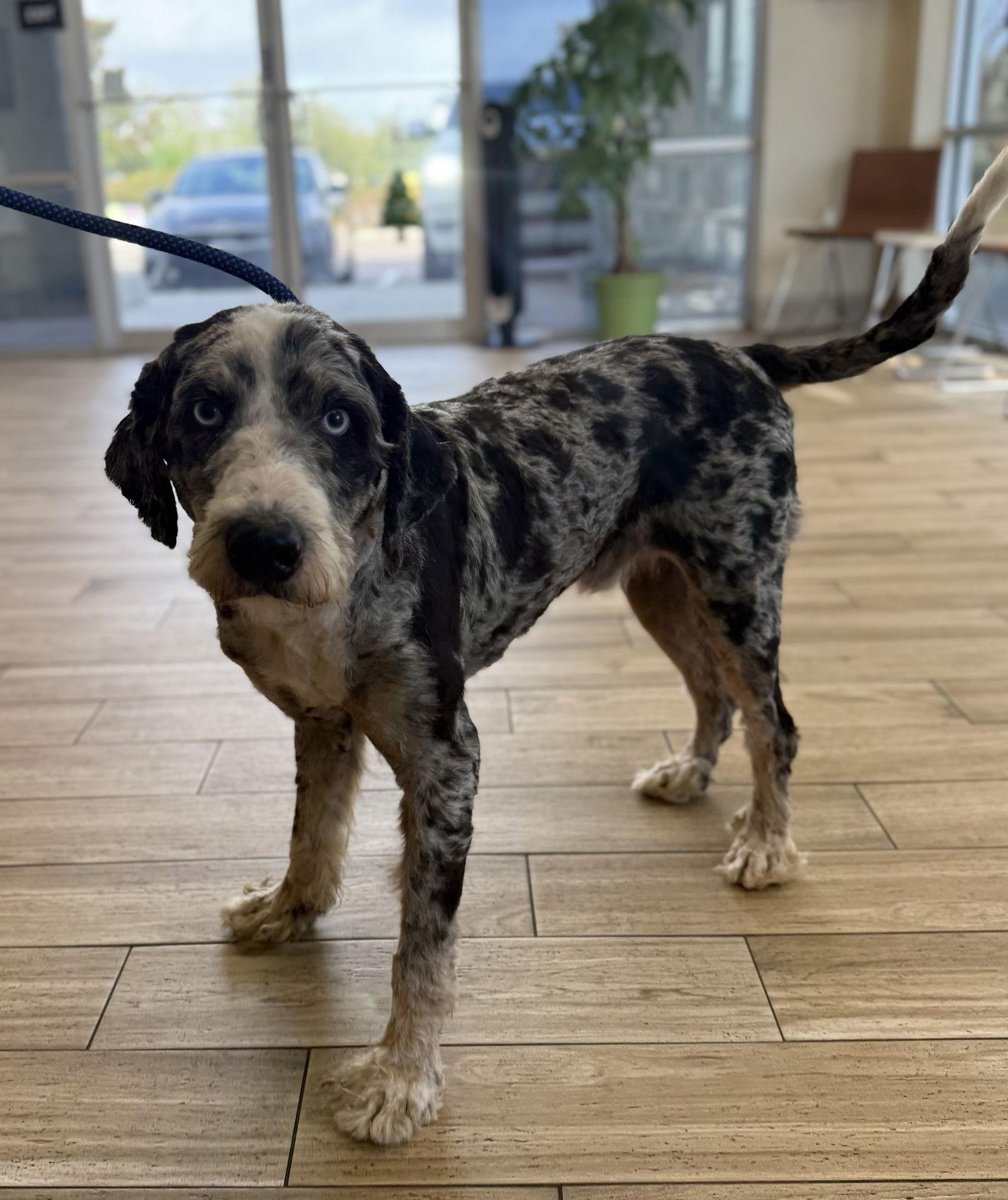 Tahoe, Adoptable, Adult Male Bernese Mountain Dog & Poodle.