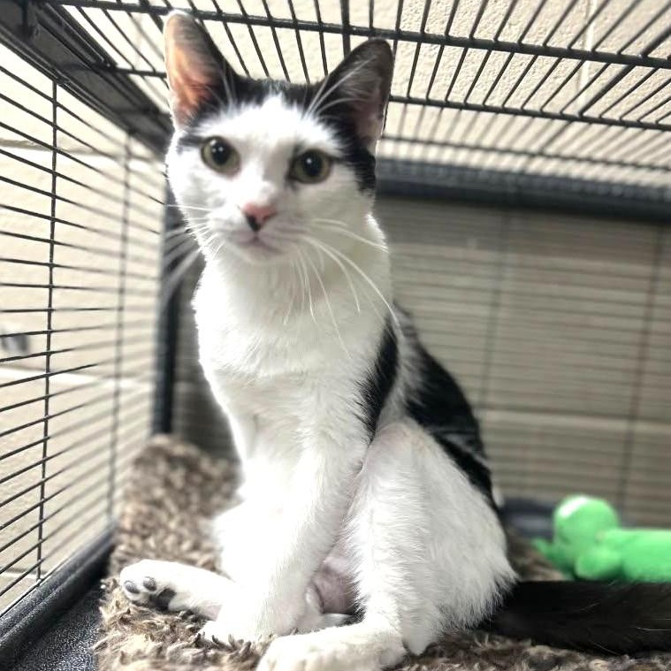 Enlarge Kitt Katt, a ADOPTABLE Domestic Short Hair in Wilmington, OH image 4/4