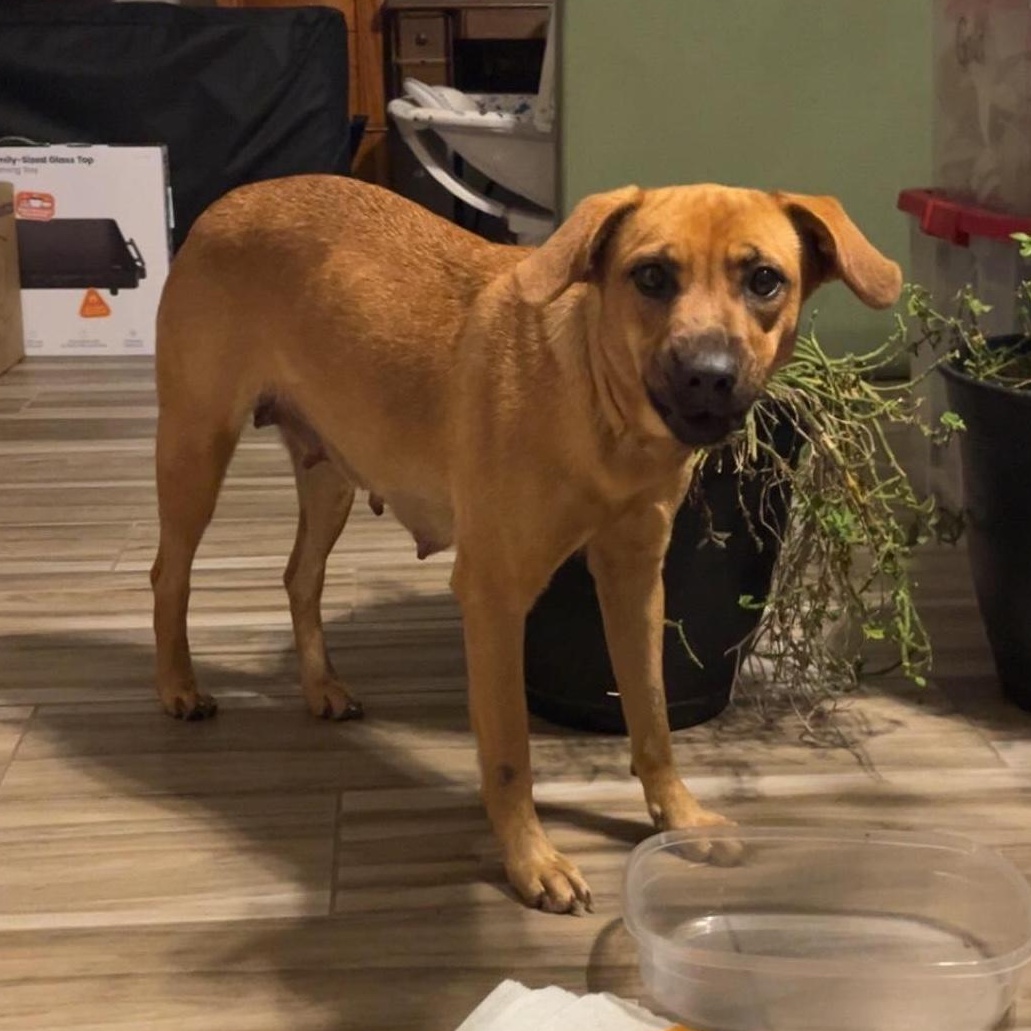 Enlarge Verdi, a Adoptable mixed breed in Paramus, NJ image 1/6