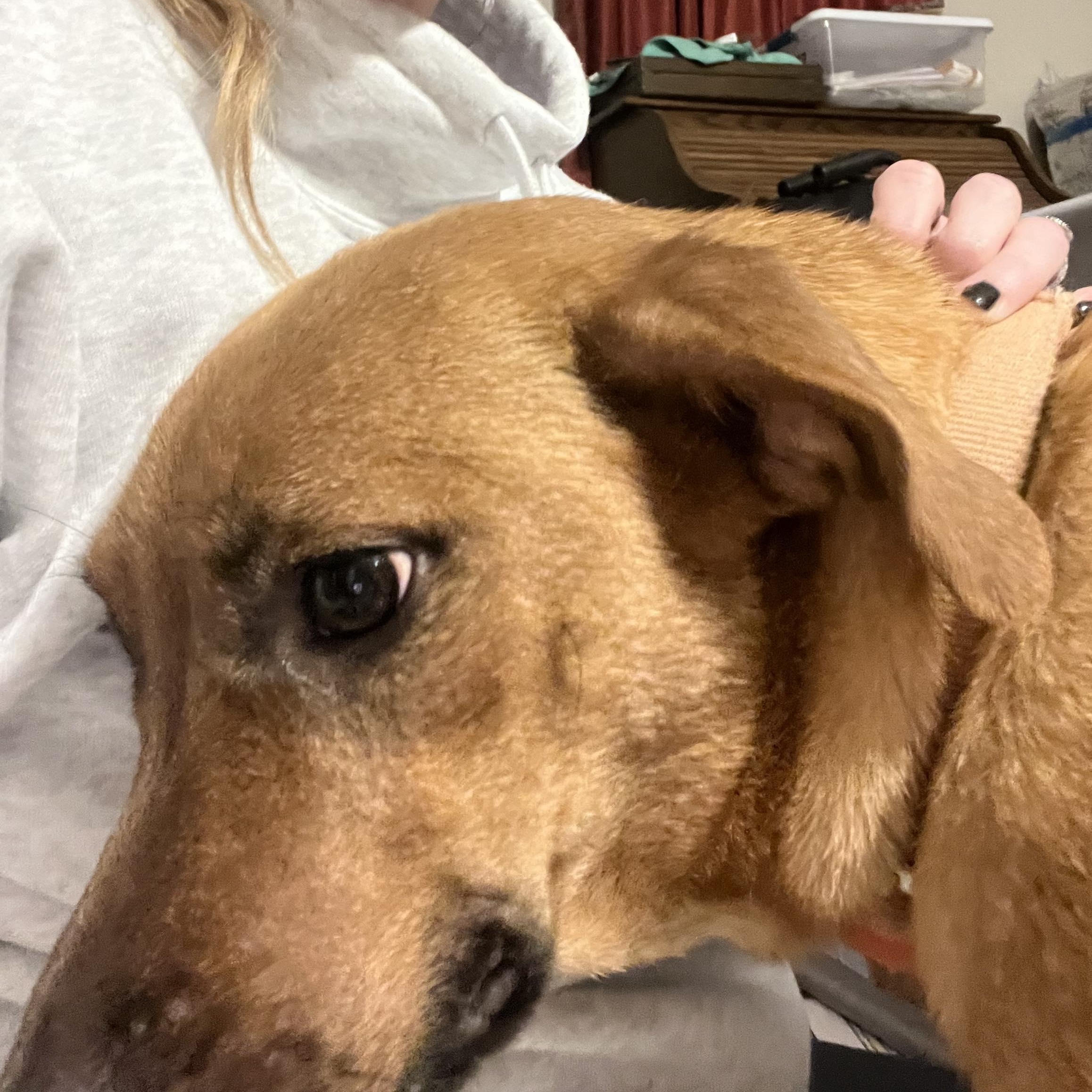 Enlarge Verdi, a Adoptable mixed breed in Paramus, NJ image 5/6