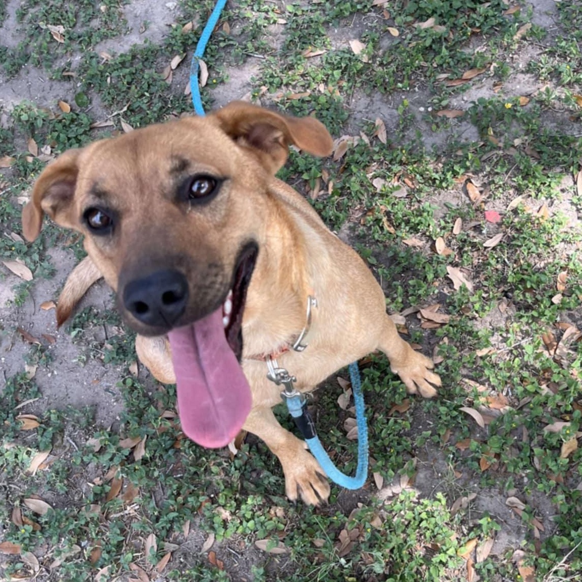 Enlarge Verdi, a Adoptable mixed breed in Paramus, NJ image 4/6