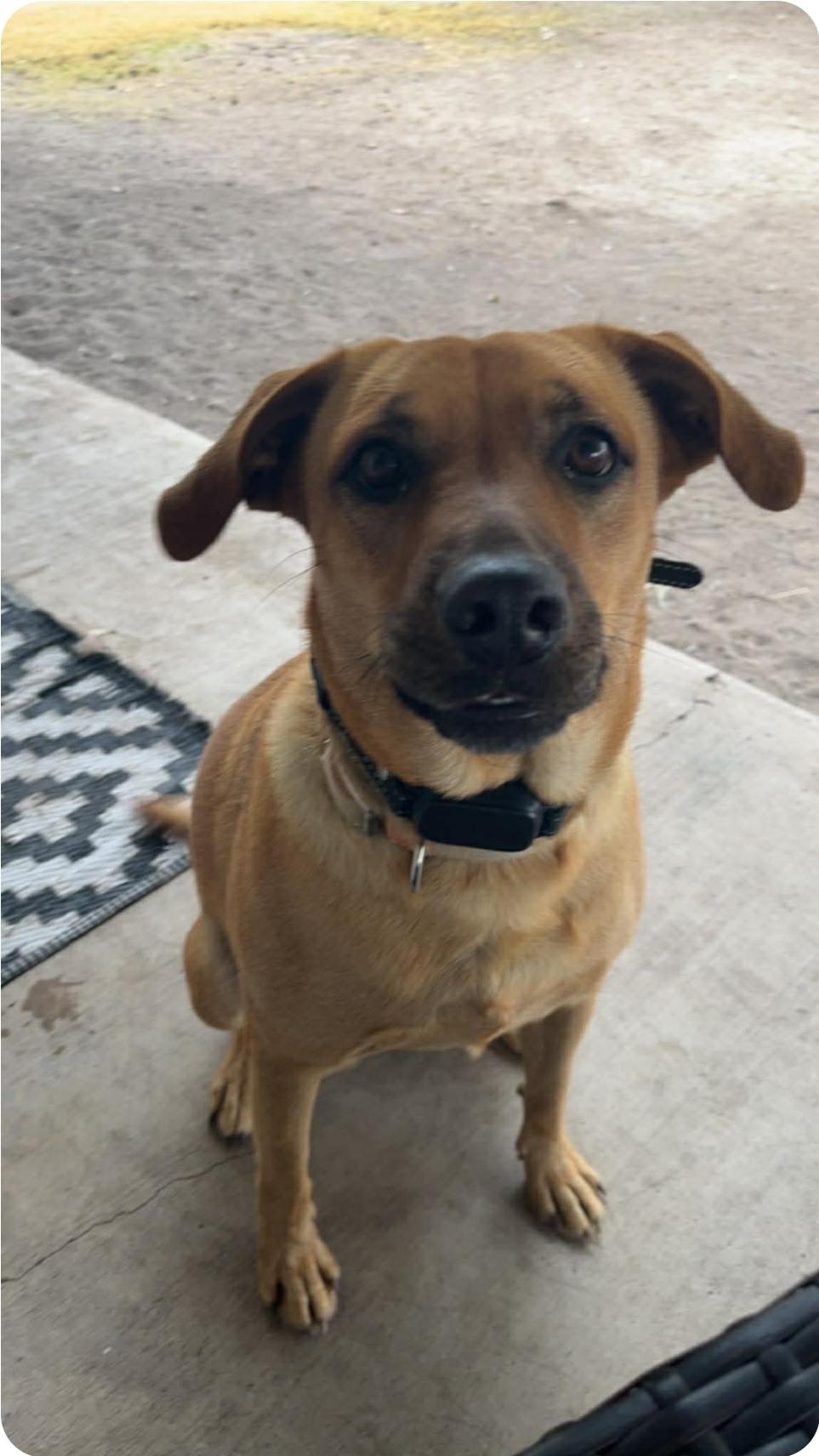 Enlarge Verdi, an adoption pending mixed breed in Paramus, NJ image 1/6