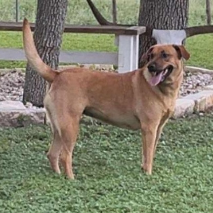 Enlarge Verdi, a Adoptable mixed breed in Paramus, NJ image 2/6