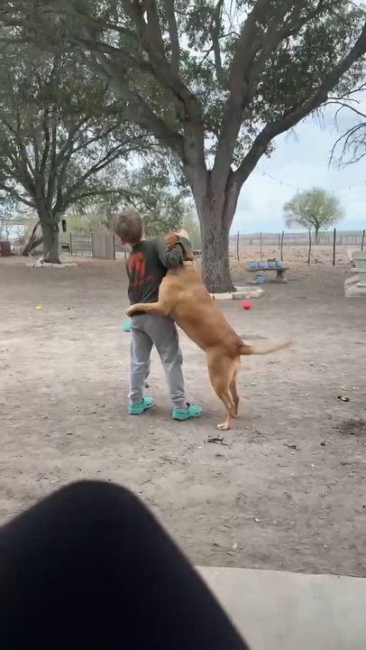 Enlarge Verdi, an adoption pending mixed breed in Paramus, NJ video 6/6