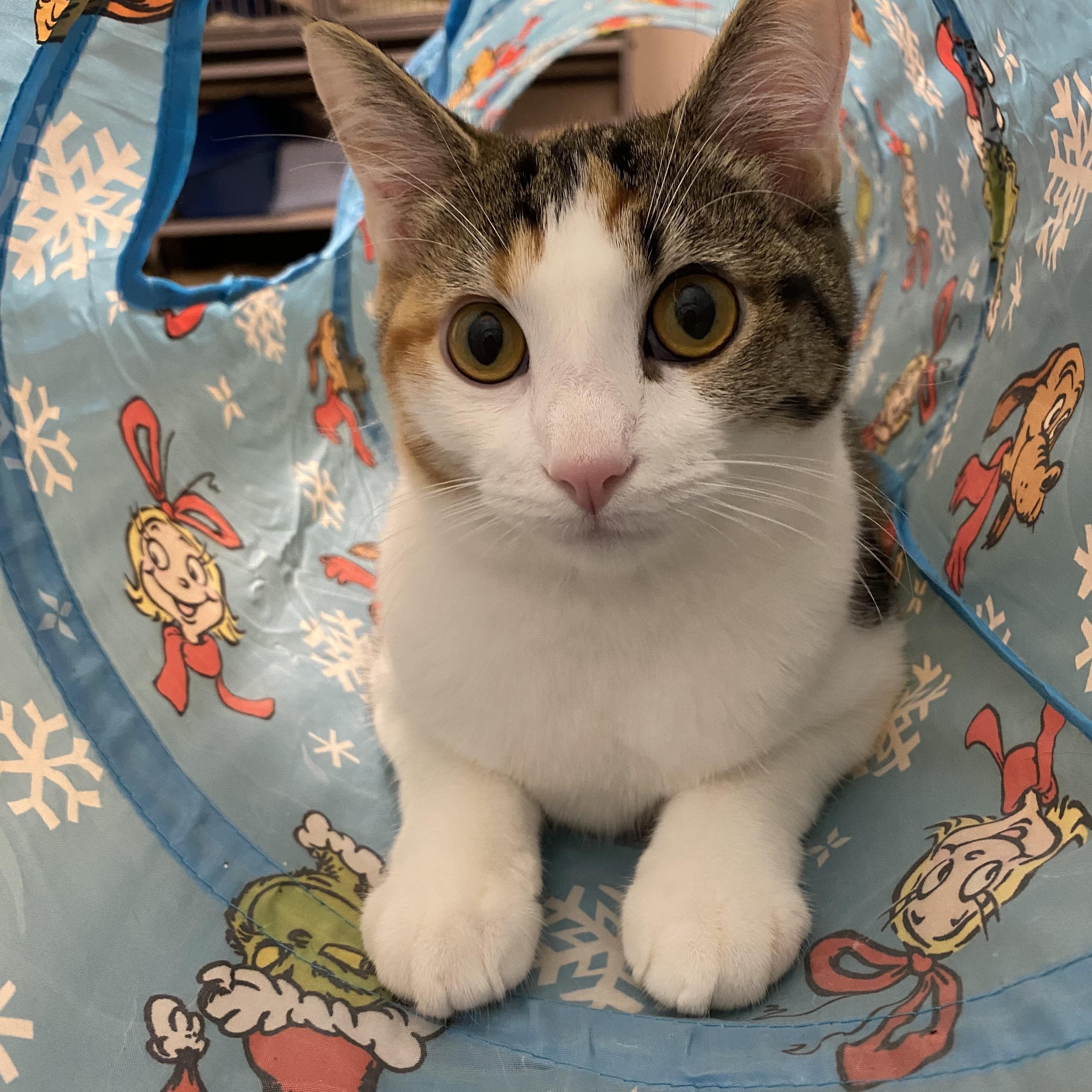 Enlarge Pumpkin Spice, a Adoptable Domestic Short Hair in Norwalk, CT image 2/3