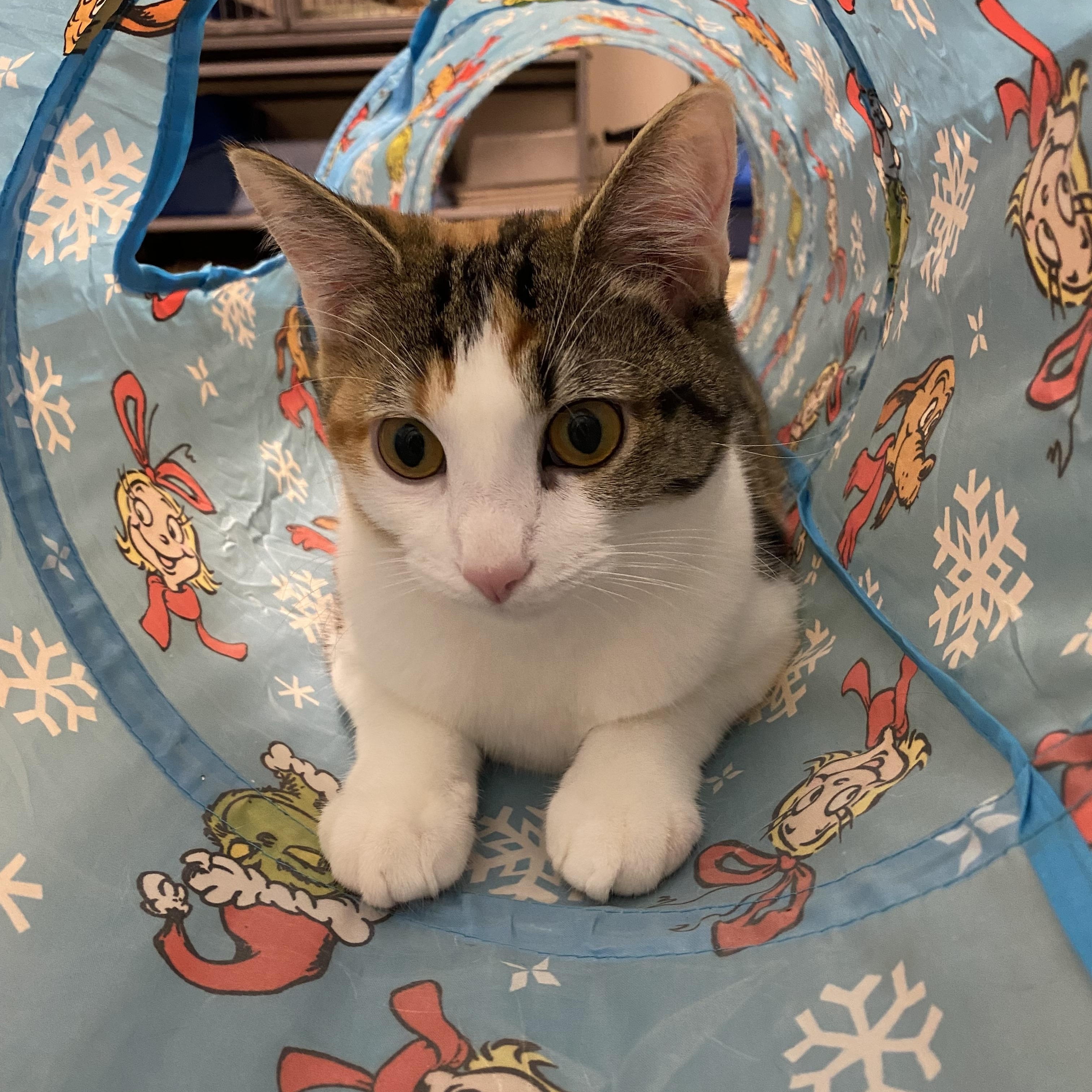 Enlarge Pumpkin Spice, a Adoptable Domestic Short Hair in Norwalk, CT image 3/3
