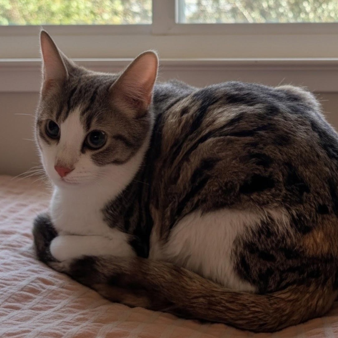 Enlarge Pumpkin Spice, a Adoptable Domestic Short Hair in Norwalk, CT image 1/3