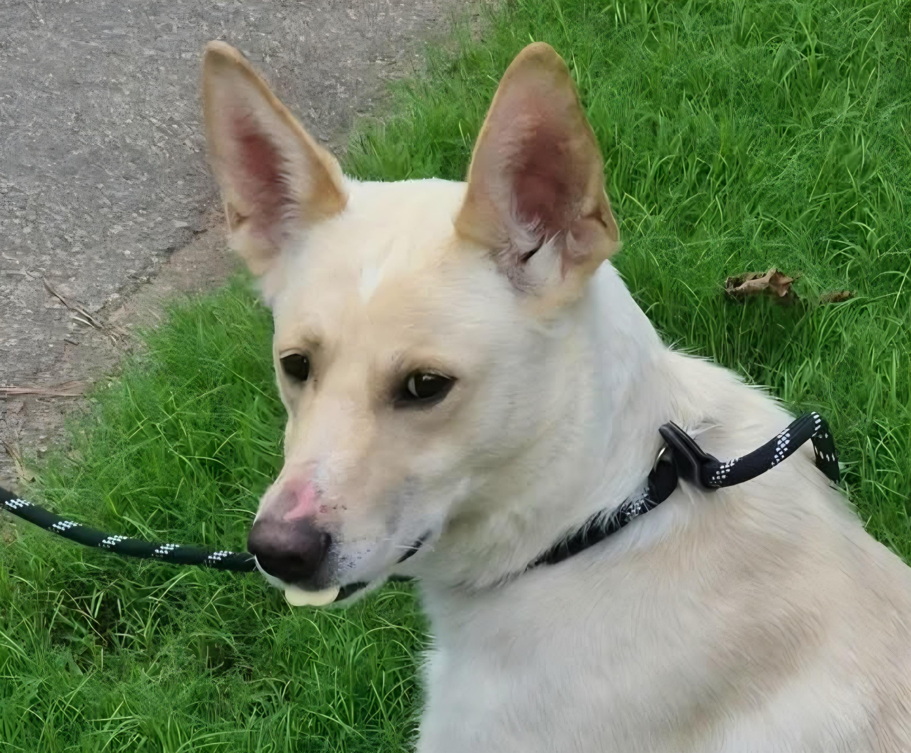 Nala, an adopted Shepherd in Roswell, GA image 3/4